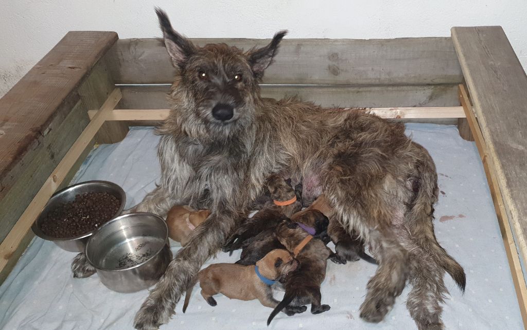 chiot Berger de Picardie Des Bergers De Noe