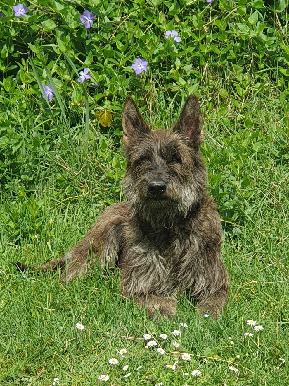 DES CHIOTS DE SHERE KHAN POUR AVRIL 2026