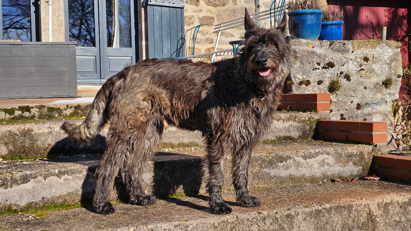 NAISSANCE DES CHIOTS DE SHERE KHAN POUR le 11 AVRIL 2026