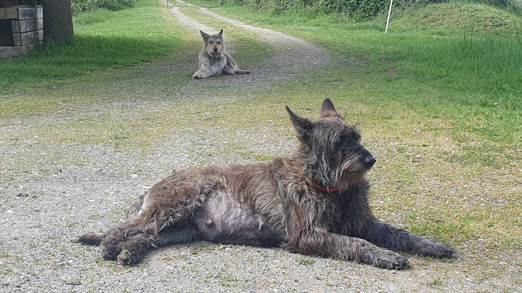 Des chiots à naitre le 28 avril 2025 :)
