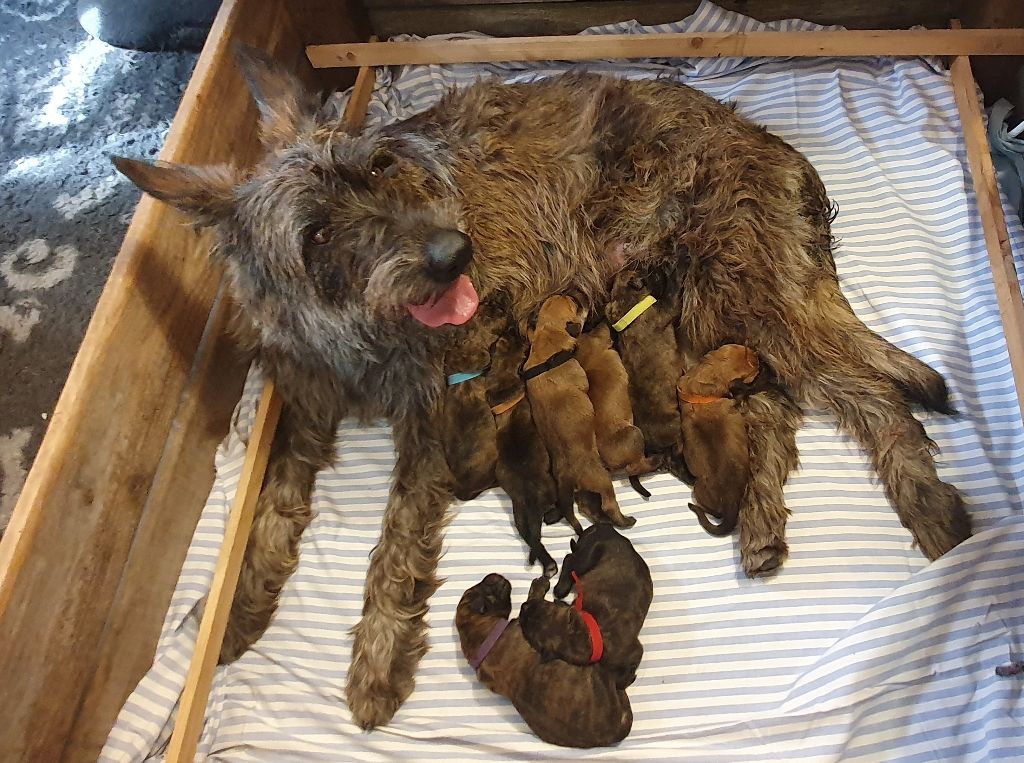 4 Mai 2024 - Naissance des chiots de Shere Khan