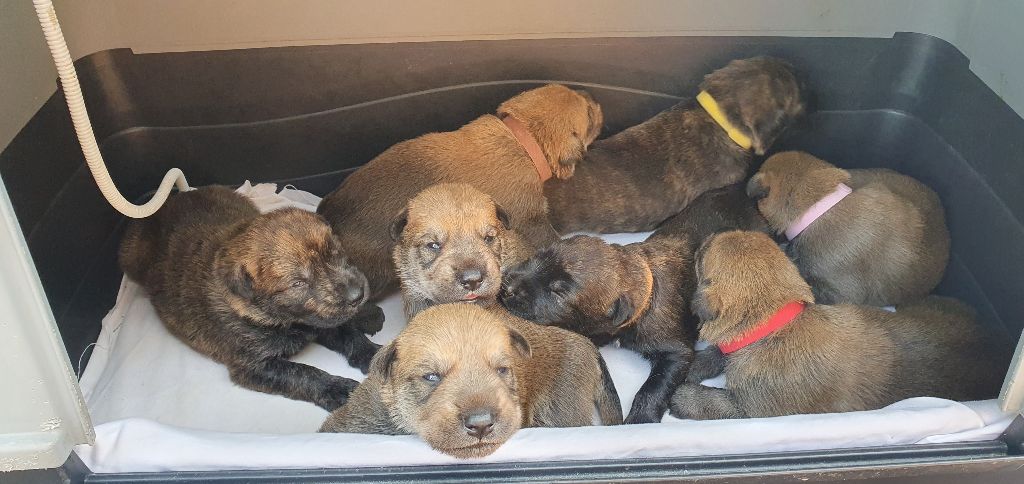 Les chiots disponibles ce 22 juin 2025