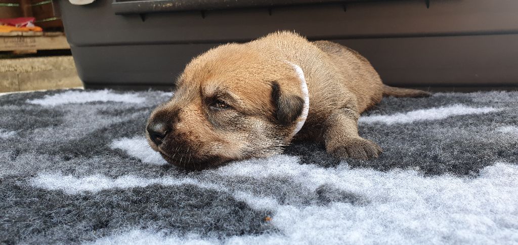 Des Bergers De Noe - Chiots disponibles - Berger de Picardie